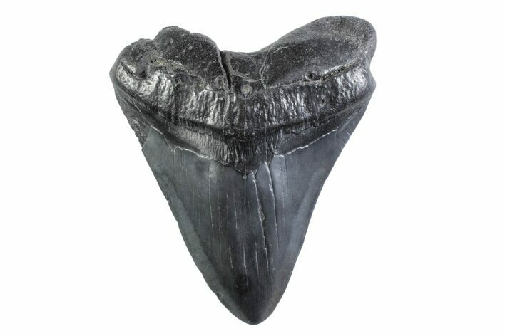 Fossil Megalodon Tooth - South Carolina #332332